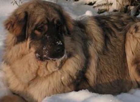 sarplaninsky-pastevecky-pes